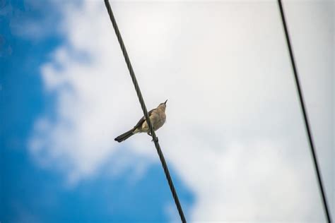 Bird on a Wire - SHOTSBLOG