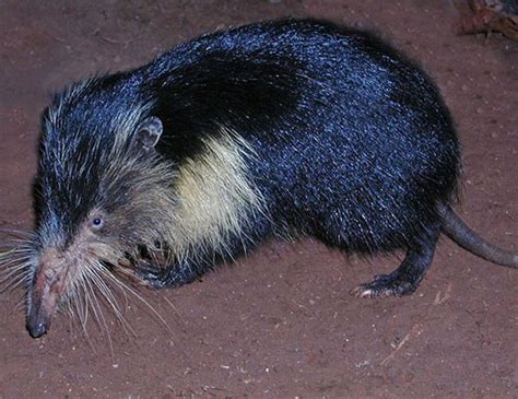 HAITIAN SOLENODON LIFE EXPECTANCY