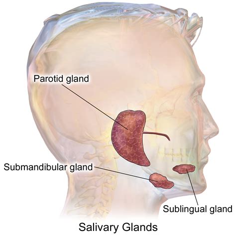 Salivary gland - Wikipedia