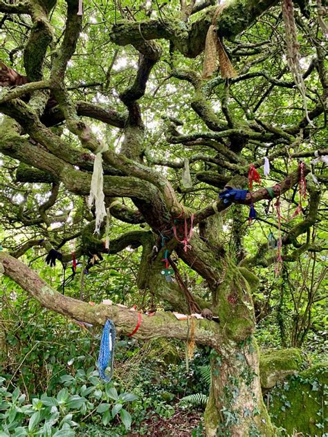 Ethnobotany at Orleans House Gallery, by Dr Sarah Edwards – Orleans House Gallery