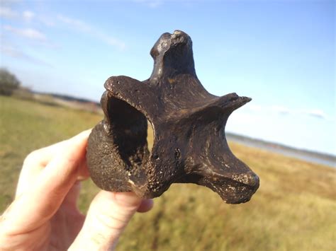 Awesome Sloth Thoracic Vertebra | Xenarthra | FOSSILS | Prehistoric Florida