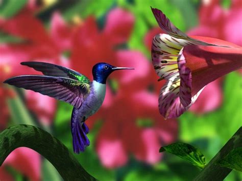 Hummingbird Wallpapers - WallpaperSafari