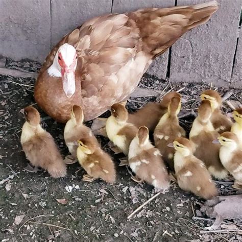 Best Muscovy Ducklings for sale in Virginia Beach, Virginia for 2021