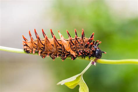 Butterfly Caterpillar - Golden Birdwing Stock Image - Image of ...