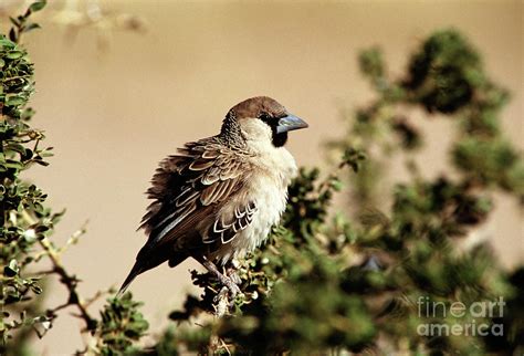 Sociable Weaver Photograph by Peter Chadwick/science Photo Library ...