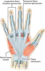 Palmar aponeurosis | definition of palmar aponeurosis by Medical dictionary