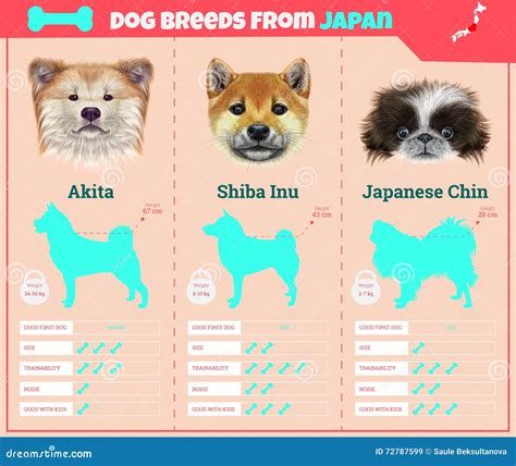 Dogs Breed Infographics Types of Dog Breeds from Japan. Stock Image ...