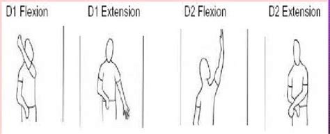 PNF D1/D2 Flexion/Extension | OT Board Exam Study Tools | Pinterest | Physical therapy, Therapy ...