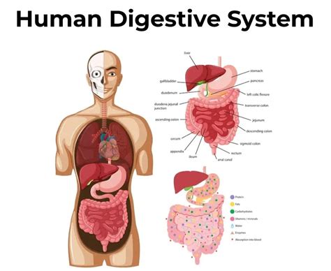 Intestine Diagram Anatomy