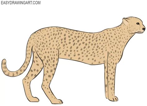 How to Draw a Cheetah - Easy Drawing Art