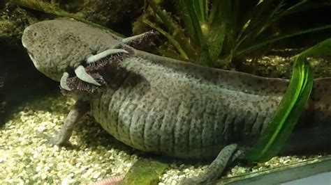 Ambystoma mexicanum - (Ambystomatidae) - Axolotl