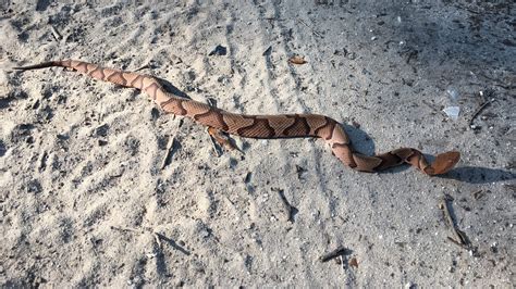 Baby copperhead snakes season in Upstate SC in August and September