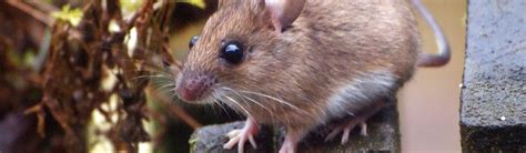 Mouse (Wood) - Wood Mouse Habits | Young People's Trust For the Environment