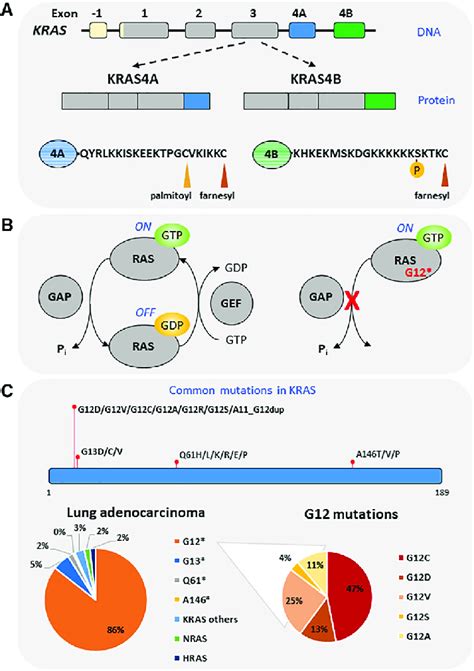 Structure and function of KRAS (A) The KRAS gene consists of 6 exons,... | Download Scientific ...