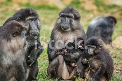 Tonkean Macaque Family Stock Photo | Royalty-Free | FreeImages