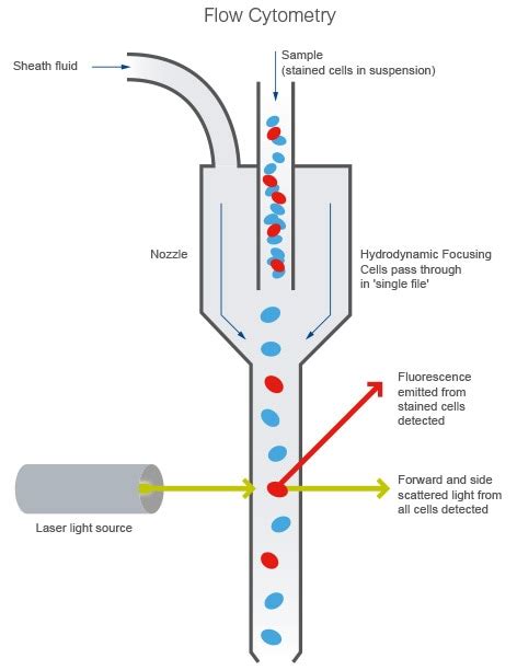 Flow cytometry introduction | Abcam (2023)