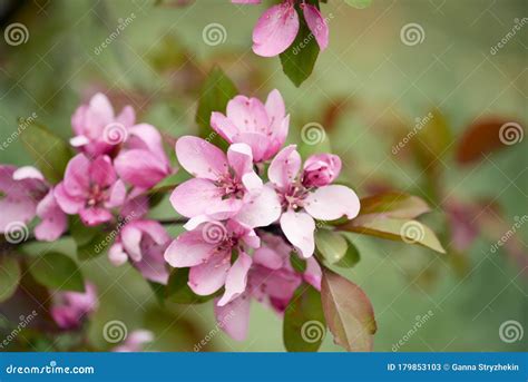 Pink Flowers of an Apple Tree Tree. Close-up Stock Image - Image of ...