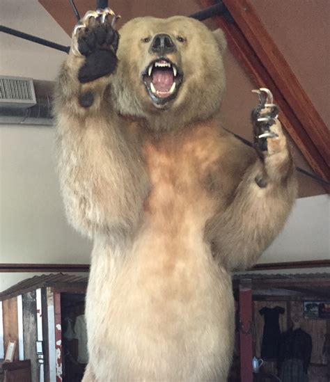 Grizzly Bear – Valley Center History Museum