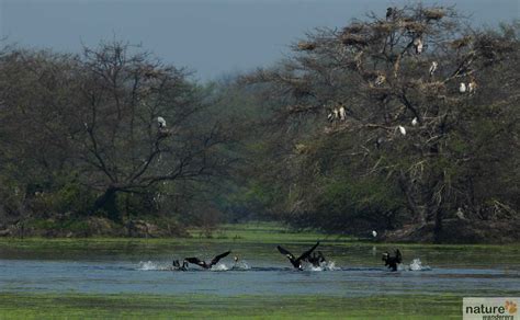 Keoladeo National Park - Best Time To Visit | Indian National Parks ...