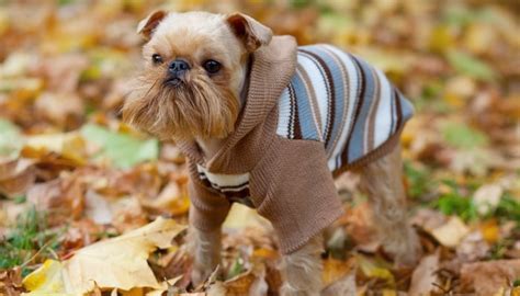 20 Best Toy Dog Breeds In the World