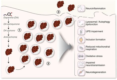 Molecular mechanisms of neuromelanin-linked neurotoxicity. (1) Dopamine ...