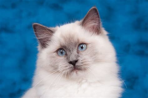 Gato de Ragdoll no azul foto de stock. Imagem de felino - 12222182