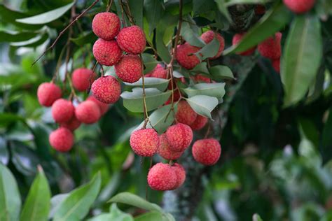 Researchers Sequence Genome of Lychee | Sci.News