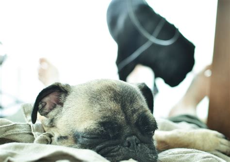 Fawn pug lying on bed during daytime HD wallpaper | Wallpaper Flare