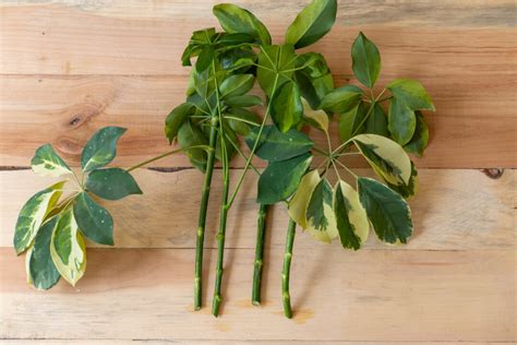 Propagating Schefflera: How to Cultivate an Umbrella Tree - Minneopa ...