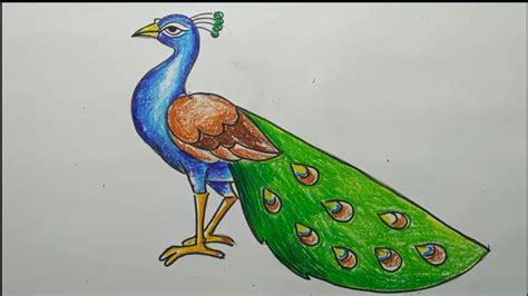 Beautiful Peacock Drawing Easy : You can draw a bird better, if you get to know them well.one ...