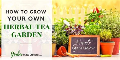 How to Grow Your Own Herbal Tea Garden