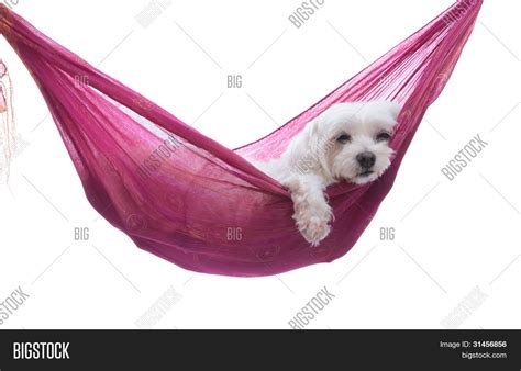 Just Hanging Around - Image & Photo (Free Trial) | Bigstock