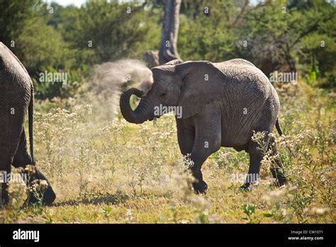 Elephants in Botswana, Africa Stock Photo - Alamy