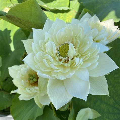 Golden Phoenix | Beautiful Lotus Flower Collections – Ten Mile Creek Nursery