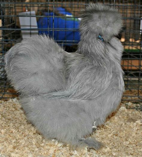 Silkie | Silkie chickens, Silkies, Animals