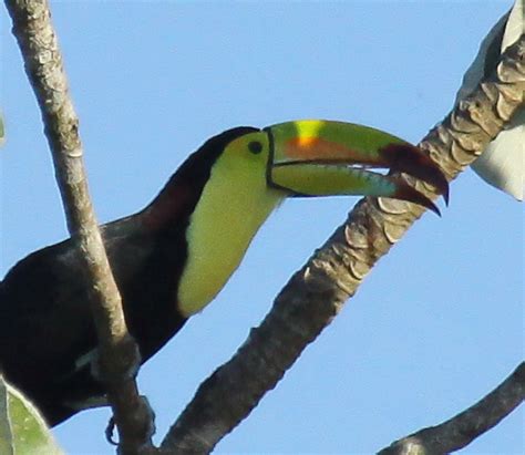 Tails of Birding: Sexy Tropical Birds - Toucans