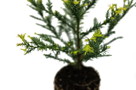 Coast Redwood | Large Tree Seedling – The Jonsteen Company