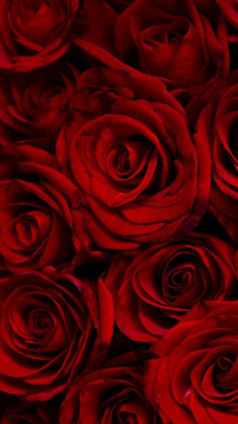 Dark, red roses, decorative, 720x1280 wallpaper | Rote fotografie ...