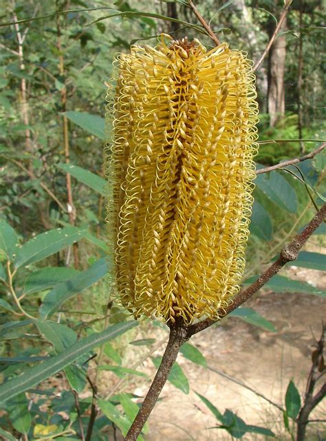Hairpin Banksia (Banksia spinulosa) | Glass House Mountains … | Flickr