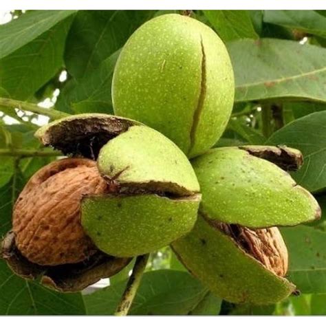 Buy Walnut Plant - Akhrot, Juglans Nigra online at cheap price on plantsguru.com