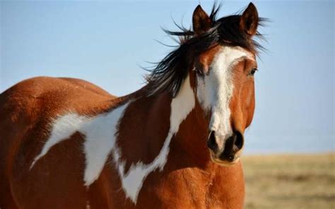 131+ Brown and White Horse Names - Equine Desire