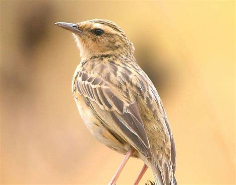 Native Bird Species Of India - WorldAtlas.com