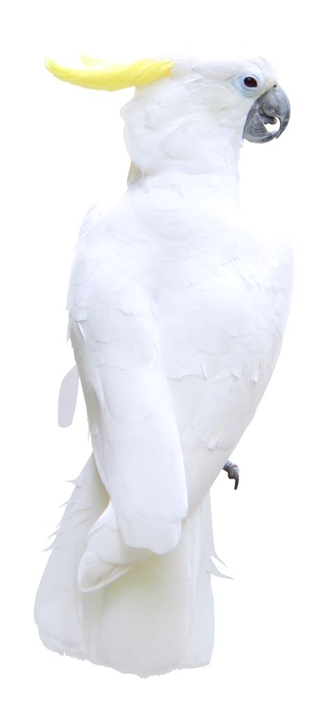 White Parrot Transparent PNG Clipart Picture | Gallery Yopriceville ...