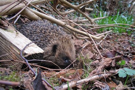 European Hedgehog Hibernation | Wildlife Online