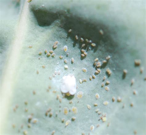 Bug of the Week: Whiteflies – Growing With Science Blog