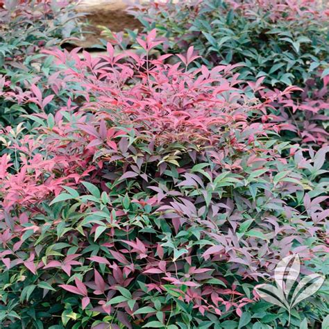 Flirt™ Nandina – Nandina domestica ‘Murasaki’ Flirt™ PP#21391 ...