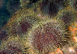 Sea Urchin (Kina) – Discovery of Sound in the Sea