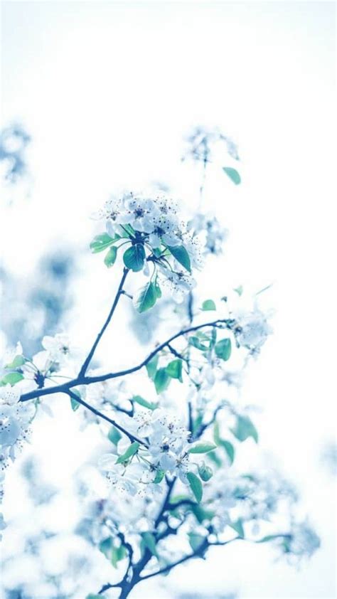 white winter flower wallpaper ♧ | Wallpaper, Flower wallpaper, Winter ...