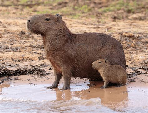 Brazil | Capybara with Pup