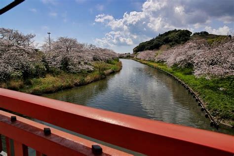 Katsumata River Cherry Blossoms (Makinohara) - 2020 All You Need to Know BEFORE You Go (with ...